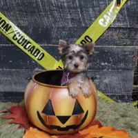 Traditional Male, a male Yorkshire Terrier for sale in Springfield, KY – 1 of 1