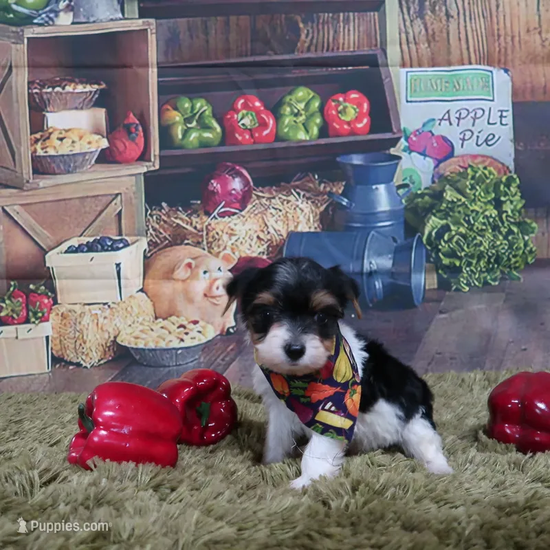 Sprinkles Tiny Boy – Yorkshire Terrier puppy for sale in Springfield, KY