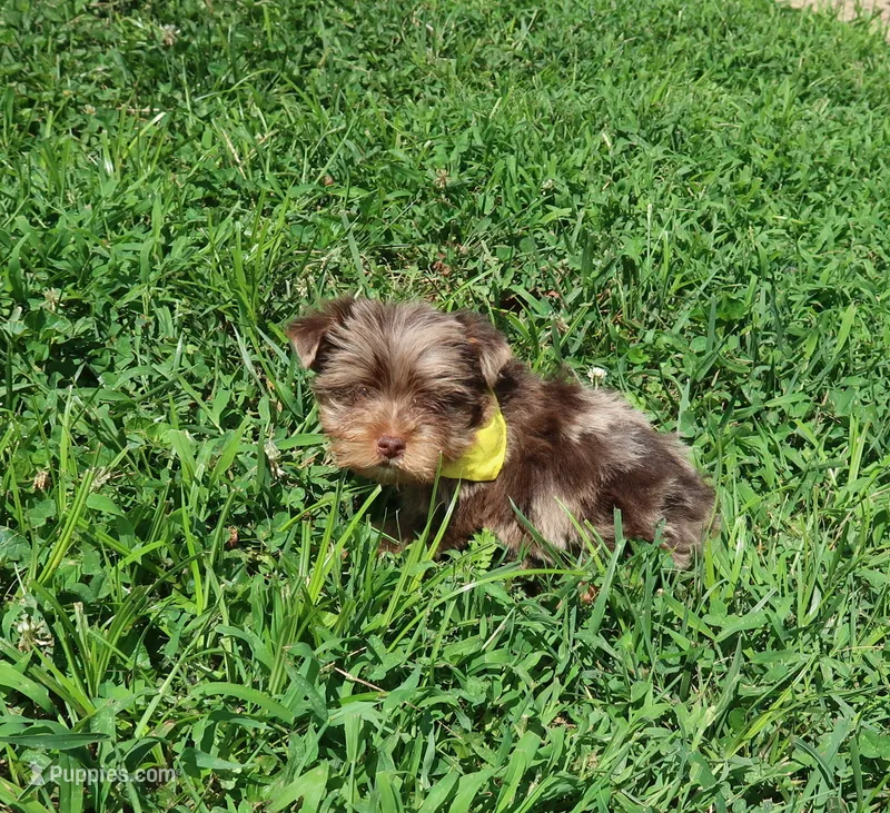 Chocolate Merle Male ready now! – Yorkshire Terrier puppy for sale in Springfield, KY