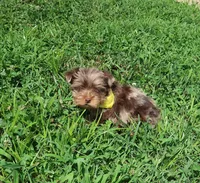 Chocolate Merle Male ready now!, a male Yorkshire Terrier for sale in Springfield, KY – 1 of 3