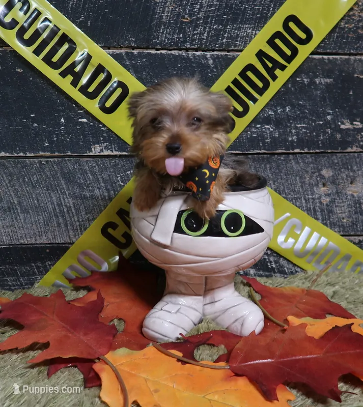 Tiny Merle Male – Yorkshire Terrier puppy for sale in Springfield, KY