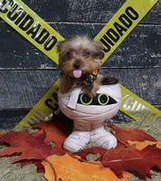 Tiny Merle Male, a male Yorkshire Terrier for sale in Springfield, KY – 1 of 1
