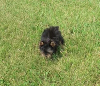 You name me, a male Yorkshire Terrier for sale in Springfield, KY – 2 of 3