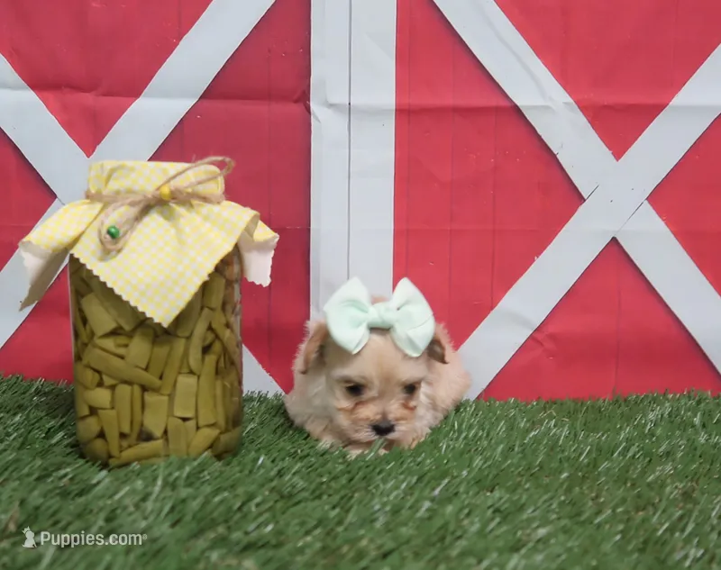 Yorkipoo Female – Yorkipoo, Yorkshire Terrier puppy for sale in Springfield, KY