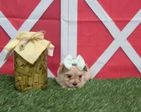 Yorkipoo Female, a female Yorkipoo and Yorkshire Terrier for sale in Springfield, KY – 1 of 1