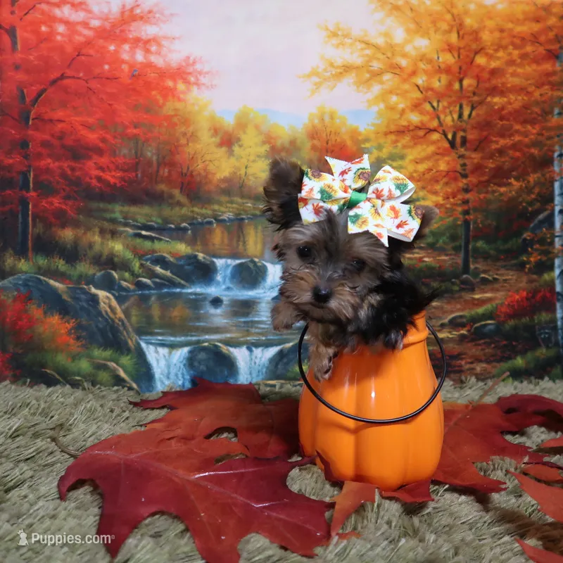 TINY FEMALE – Yorkshire Terrier puppy for sale in Springfield, KY
