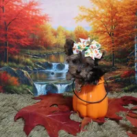 TINY FEMALE, a female Yorkshire Terrier for sale in Springfield, KY – 1 of 1