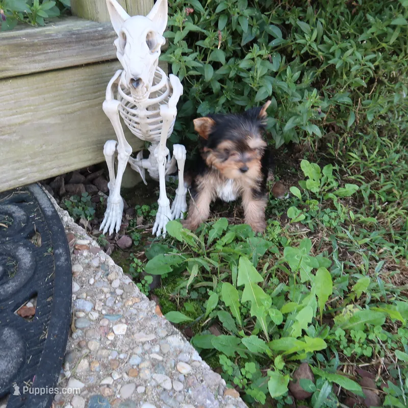 Tiny Traditional Male  – Yorkshire Terrier puppy for sale in Springfield, KY