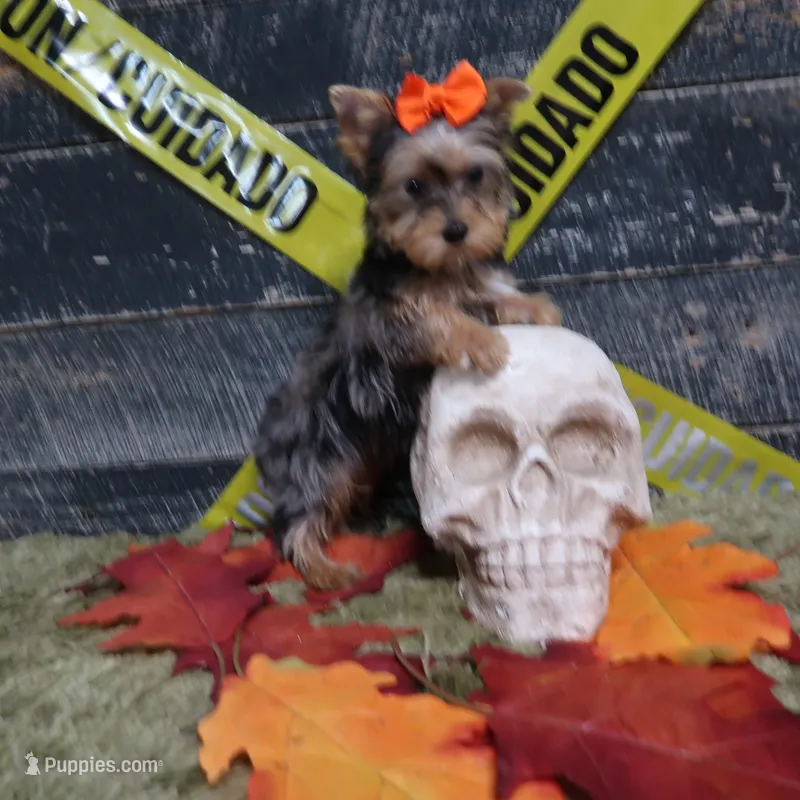 Merle Female – Yorkshire Terrier puppy for sale in Springfield, KY