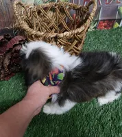 Tri Colored Male, a male Shih Tzu for sale in Springfield, KY – 2 of 2