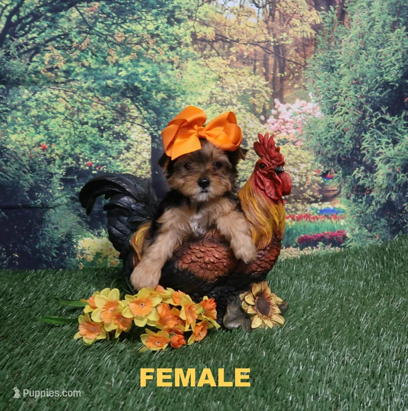 Naomi Female – Yorkshire Terrier puppy for sale in Springfield, KY
