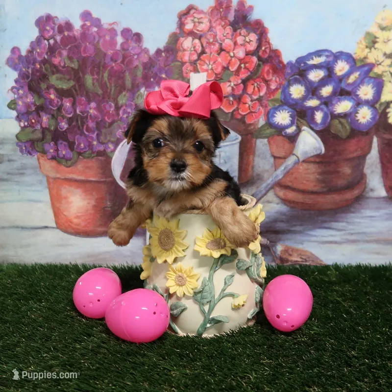 Naomi Female – Yorkshire Terrier puppy for sale in Springfield, KY