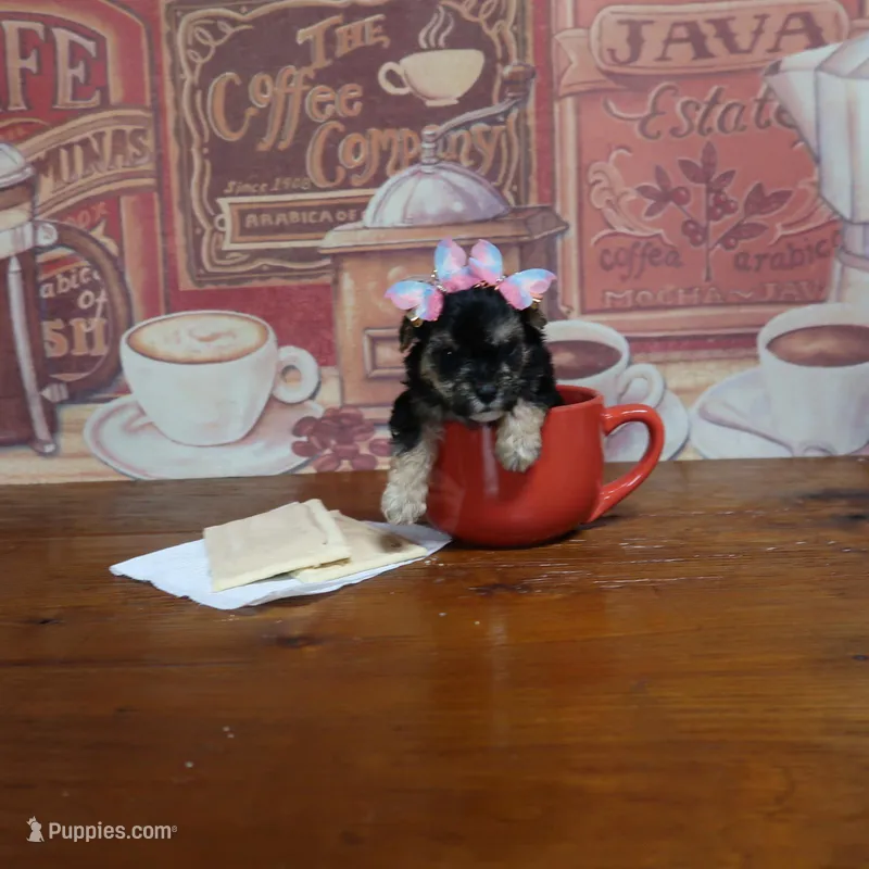 Veronica #1 – Poodle - Toy  puppy for sale in Springfield, KY