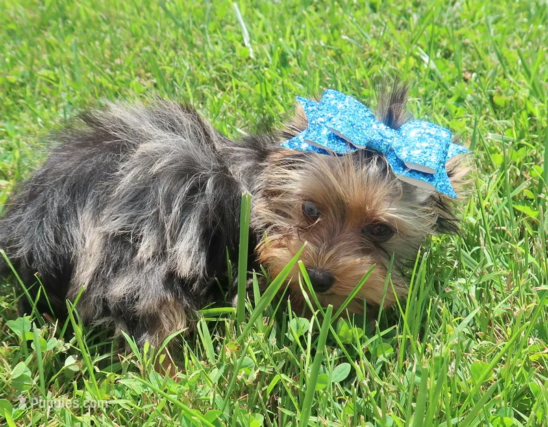 South African Bloodline – Yorkshire Terrier puppy for sale in Springfield, KY