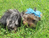 South African Bloodline, a female Yorkshire Terrier for sale in Springfield, KY – 1 of 3
