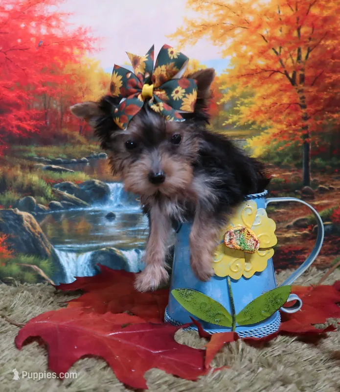 Blk/Gold Female – Yorkshire Terrier puppy for sale in Springfield, KY