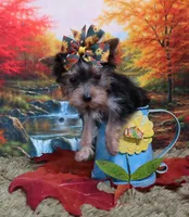 Blk/Gold Female, a female Yorkshire Terrier for sale in Springfield, KY – 1 of 1