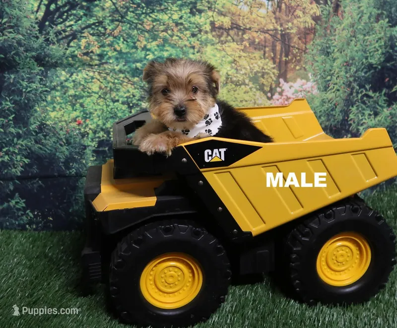 Ready Today! – Yorkshire Terrier puppy for sale in Springfield, KY