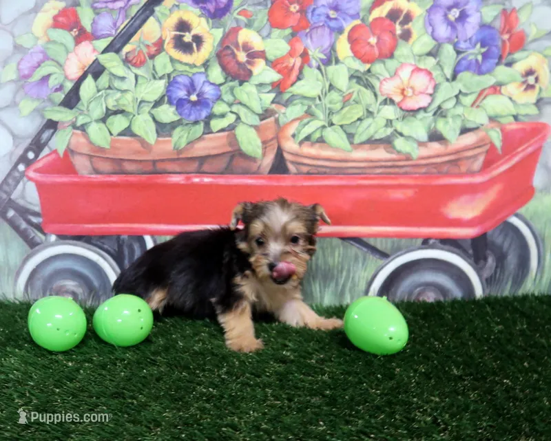 Ready Today! – Yorkshire Terrier puppy for sale in Springfield, KY