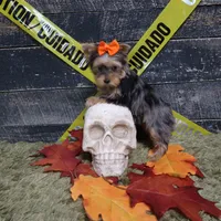 Merle Female, a female Yorkshire Terrier for sale in Springfield, KY – 2 of 2