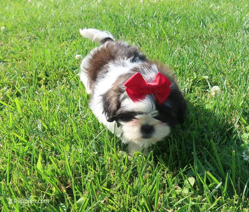 Female blk/wht – Shih Tzu puppy for sale in Springfield, KY