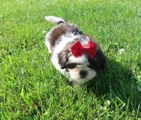 Female blk/wht, a female Shih Tzu for sale in Springfield, KY – 1 of 3
