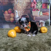 Esther Male Ready NOW!, a male Yorkshire Terrier for sale in Springfield, KY – 1 of 1