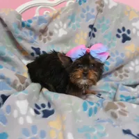 Toy Female, a female Yorkshire Terrier for sale in Springfield, KY – 1 of 1