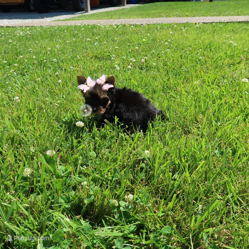 Tradi Fe – Yorkshire Terrier puppy for sale in Springfield, KY