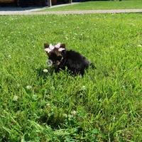 Tradi Fe, a female Yorkshire Terrier for sale in Springfield, KY – 1 of 1
