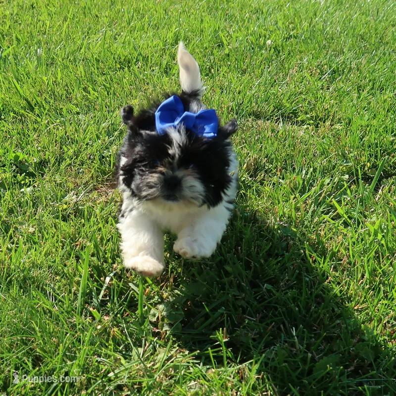 Blk/Wht Female – Shih Tzu puppy for sale in Springfield, KY