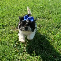 Blk/Wht Female, a female Shih Tzu for sale in Springfield, KY – 1 of 3