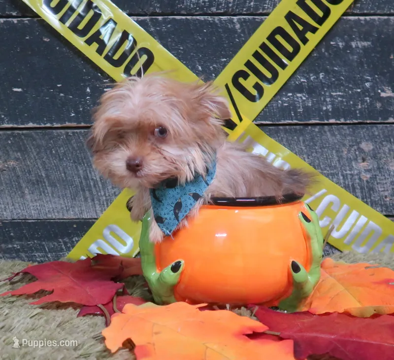 Bright blue eye! – Yorkshire Terrier puppy for sale in Springfield, KY