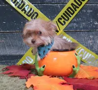 Bright blue eye!, a male Yorkshire Terrier for sale in Springfield, KY – 1 of 2