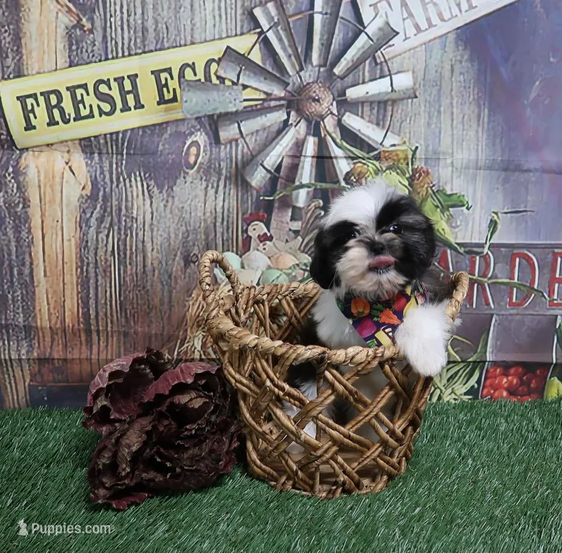 Tri Colored Male – Shih Tzu puppy for sale in Springfield, KY