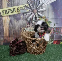 Tri Colored Male, a male Shih Tzu for sale in Springfield, KY – 1 of 2
