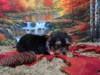 Playful Male, a male Yorkshire Terrier for sale in Springfield, KY – 2 of 2