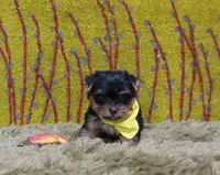 Mercy Blk/Gold M, a male Yorkshire Terrier for sale in Springfield, KY – 1 of 1