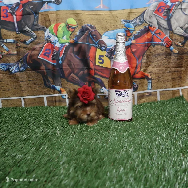 Chocolate Girl – Yorkshire Terrier puppy for sale in Springfield, KY