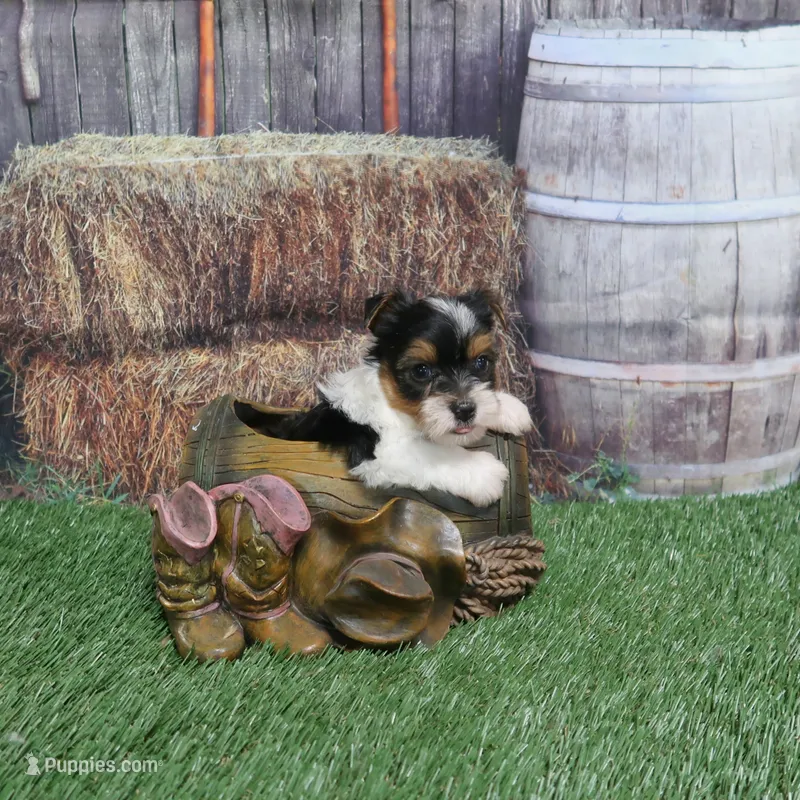 Sprinkles Male – Yorkshire Terrier puppy for sale in Springfield, KY