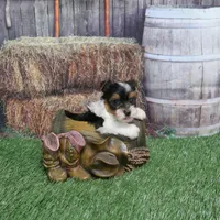 Sprinkles Male, a male Yorkshire Terrier for sale in Springfield, KY – 1 of 1