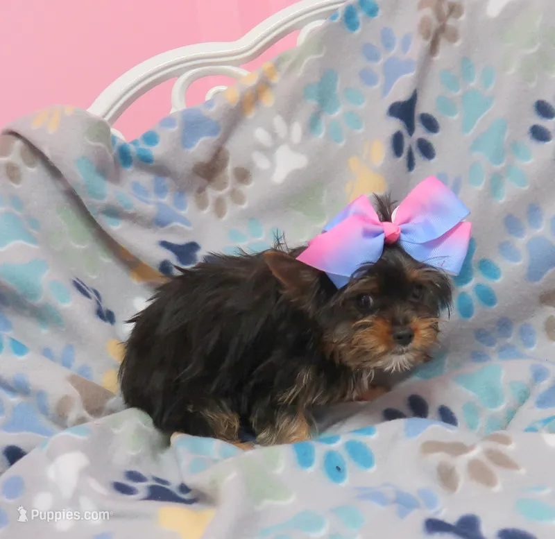 Tiny  Gal – Yorkshire Terrier puppy for sale in Springfield, KY