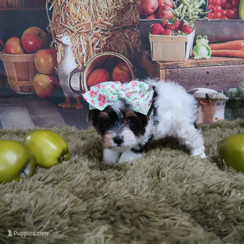 Esther Female – Yorkshire Terrier puppy for sale in Springfield, KY