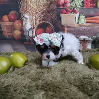 Esther Female, a female Yorkshire Terrier for sale in Springfield, KY – 1 of 1