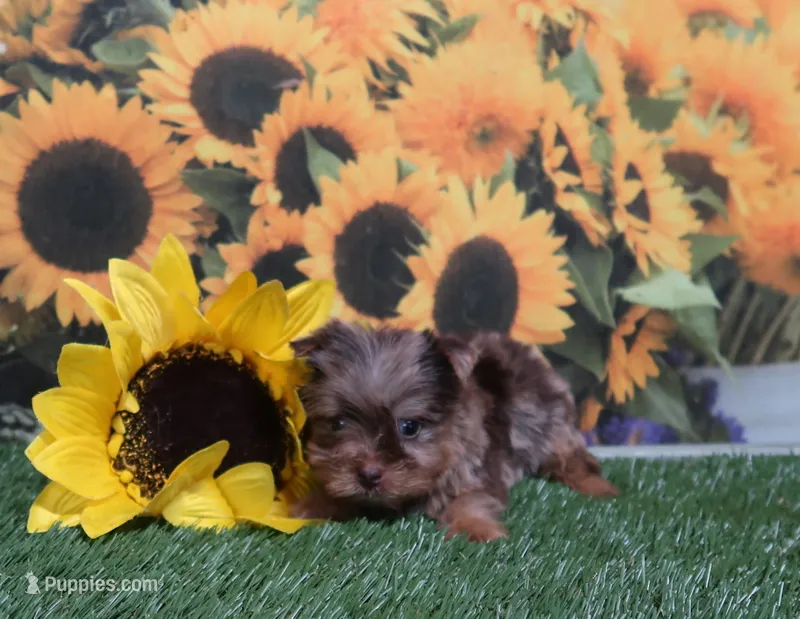 Blue Gene Merle Male – Yorkshire Terrier puppy for sale in Springfield, KY
