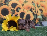 Blue Gene Merle Male, a male Yorkshire Terrier for sale in Springfield, KY – 1 of 1
