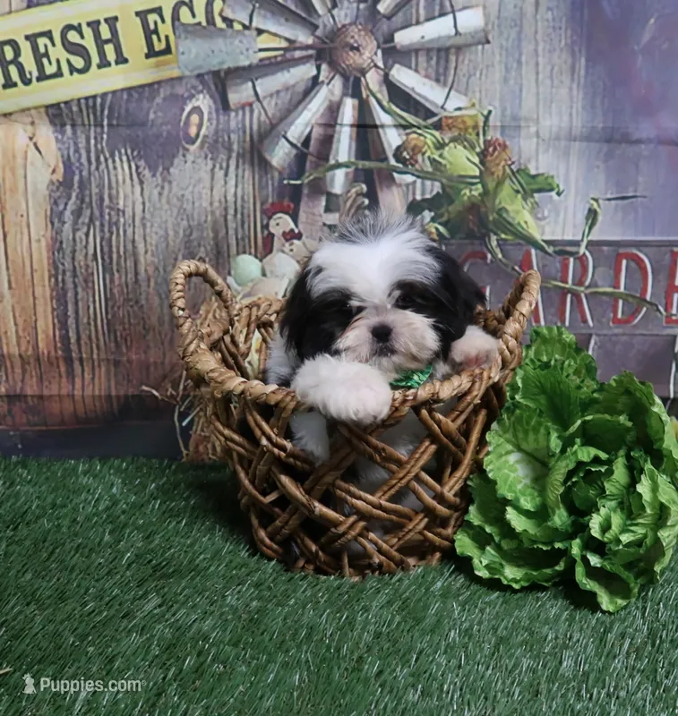 Blk/Wht male – Shih Tzu puppy for sale in Springfield, KY