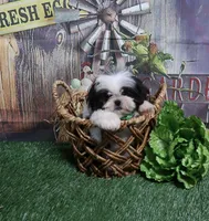 Blk/Wht male, a male Shih Tzu for sale in Springfield, KY – 1 of 2