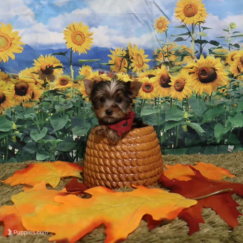 Male – Yorkshire Terrier puppy for sale in Springfield, KY