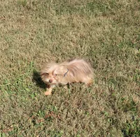 EXCELLENT QUALITY , a male Yorkshire Terrier for sale in Springfield, KY – 4 of 4